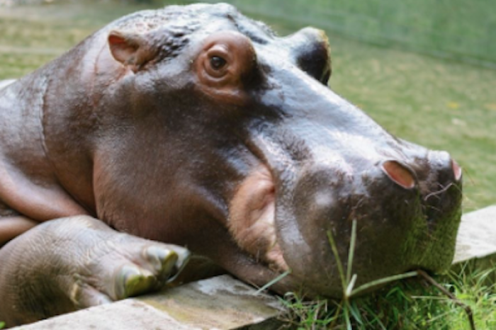 Gen-chan, el famoso hipopótamo, resulta ser hembra
