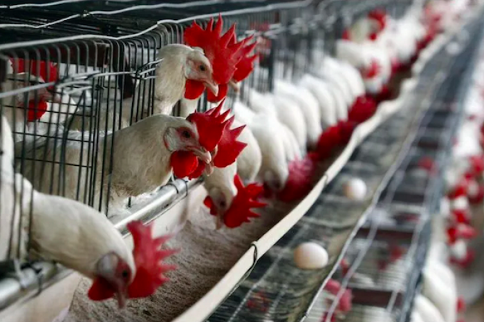 La OMS advierte que el cambio climático influye en la expansión de la gripe aviar