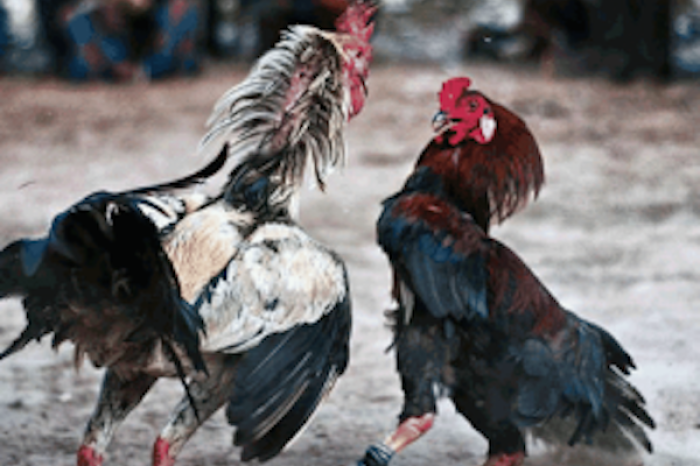Reportan cuatro muertos en pelea de gallos cl