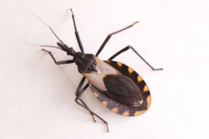  El Chagas: Una enfermedad silenciosa que afecta a millones en latinoamérica