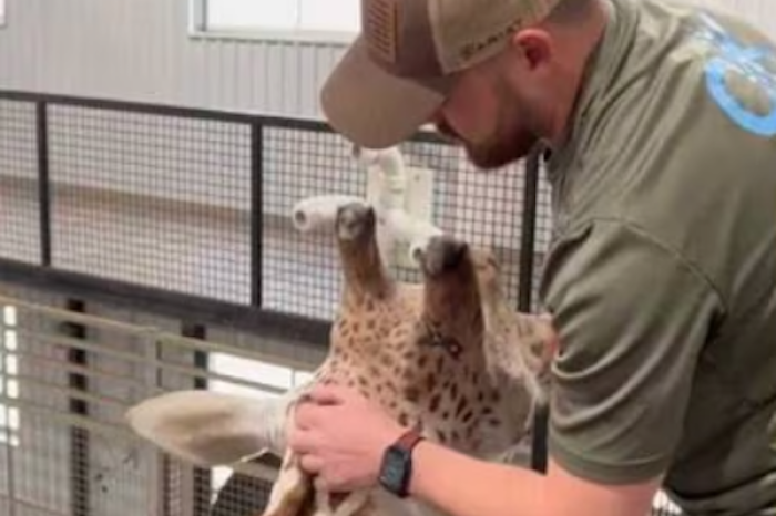 Quiropráctico certificado trata a jirafa con problemas en el cuelloy se vuelve viral