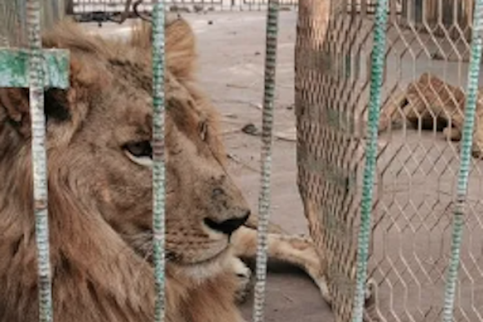 Muerte de león en zoológico de Tizimín des