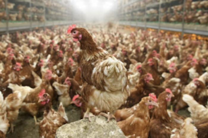 OMS aclara sobre brote de gripe aviar: No ant
