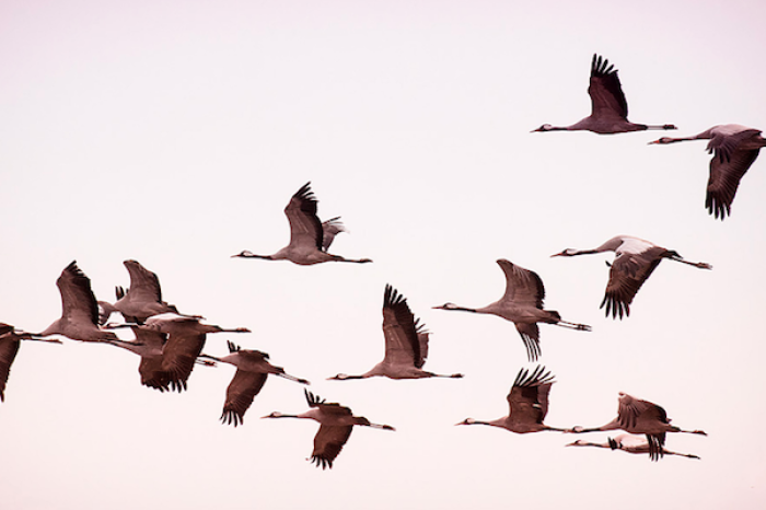 La importancia de la conservación de aves migratorias en México