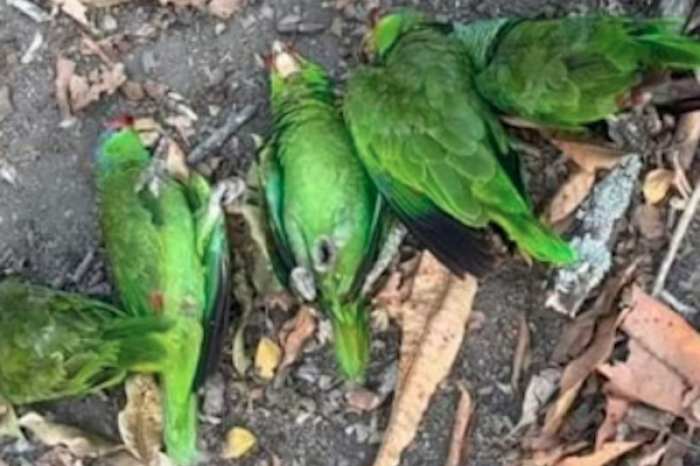Segunda ola de calor en México afecta a aves