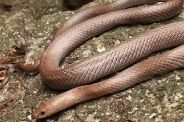 Descubren una nueva especie de serpiente en una cueva tailandesa