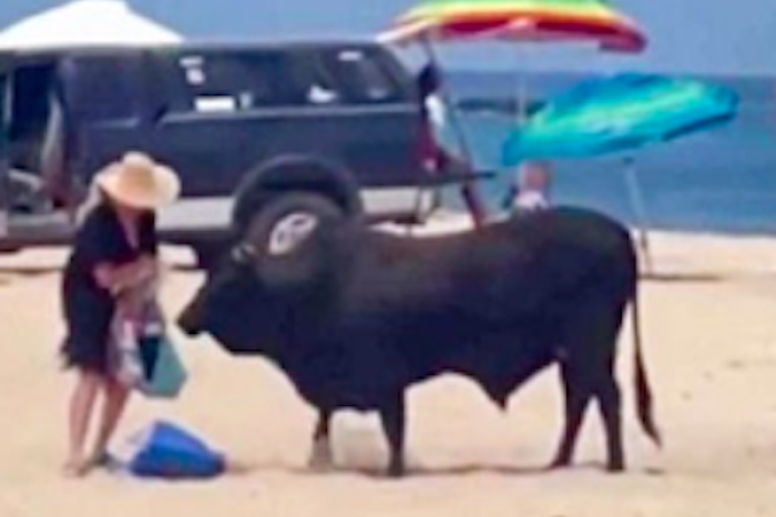 Toro embiste a mujer en playa de Los Cabos