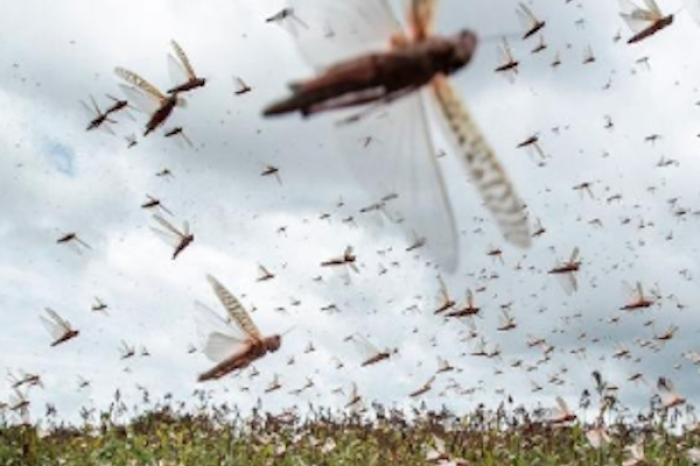 México en alerta: ¿Cómo prevenir las plagas de insectos? 
