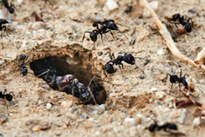  Descubren una ciudad subterránea habitada por hormigas gigantes en la selva amazónica