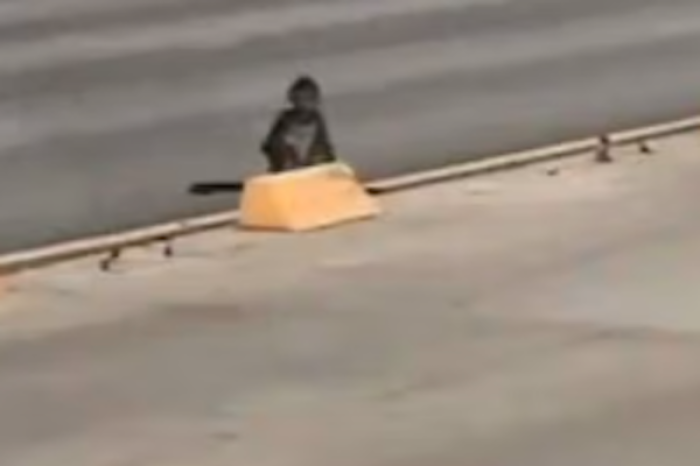  Mono pasea por las calles de Monterrey