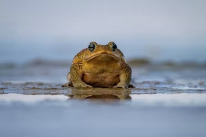 ¿Por qué hay sapos cuando llueve?