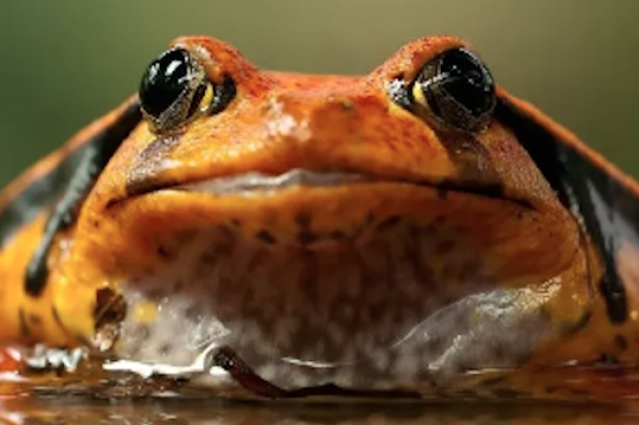  Especies emblemáticas de selvas tropicales en peligro de extinción