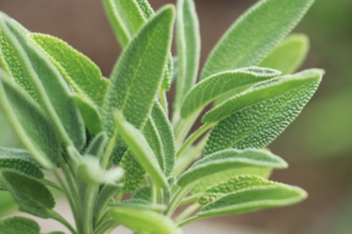 La salvia: Mucho más que una hierba aromática, un tesoro para la salud