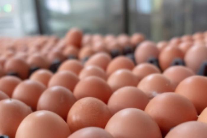 ¿Cómo identificar si un huevo está contaminado con Salmonella?
