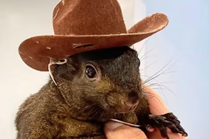  El corazón de internet se rompe: Muere Peanut, la querida ardilla