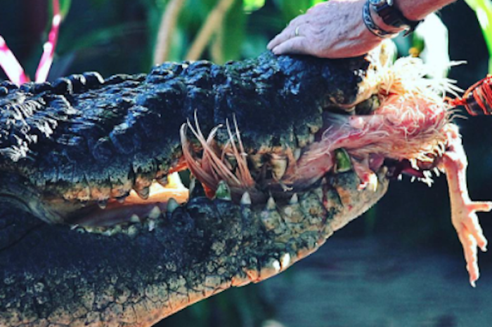 Fallece Cassius, el cocodrilo en cautiverio más grande del mundo y leyenda de Australia