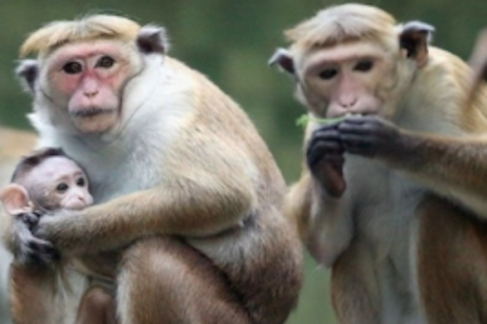 Invasión de monos causa caos en comisaría de Lopburi, Tailandia