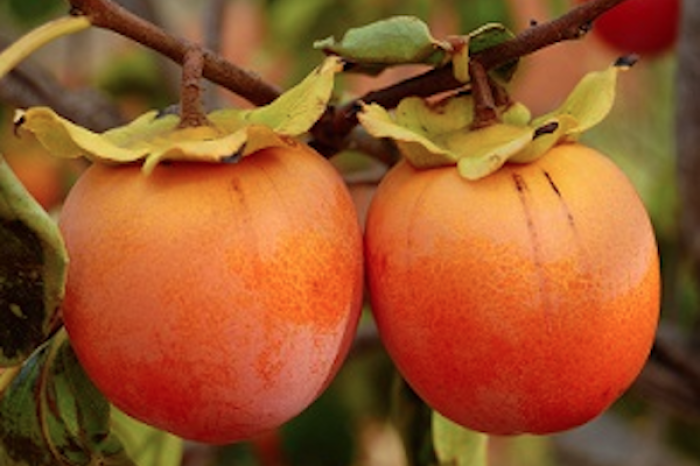 Conoce a el superalimento del otoño que potencia tu salud