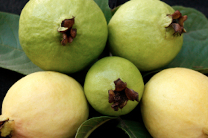 El poder curativo de las hojas de guayaba     