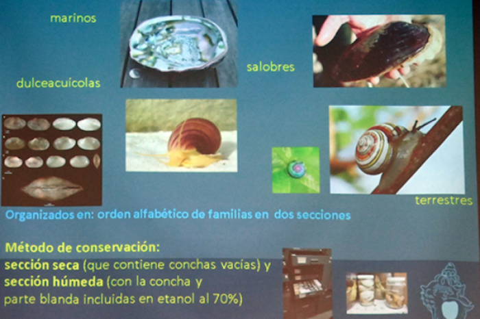 Tesoros ocultos: Las colecciones del ICMyL, un legado para la ciencia marina