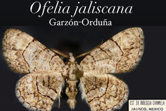 Descubren nueva especie de polilla en México: Ofelia jaliscana