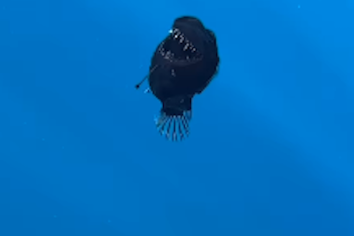 ¡Increíble hallazgo! Capturan por primera vez a un pez diablo negro cerca de la superficie