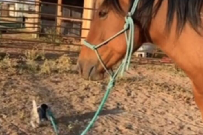 ¡Un jinete muy particular! Cachorro intenta sacar a pasear a un caballo