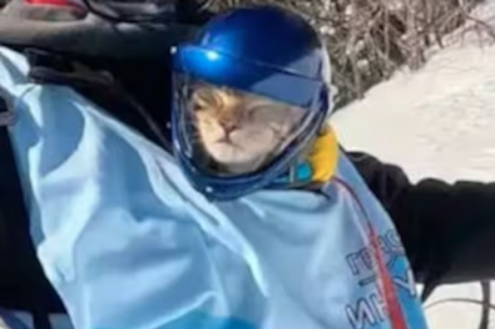 ¡Gato paracaidista conquista las redes! Thoth, el felino que desafía la gravedad