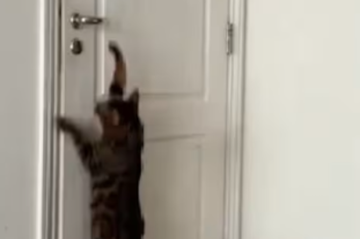 ¿Necesitas un cerrajero? Este gato te sorprenderá con sus habilidades