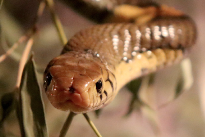 Isla de las Cobras: El territorio prohibido de Brasil 
