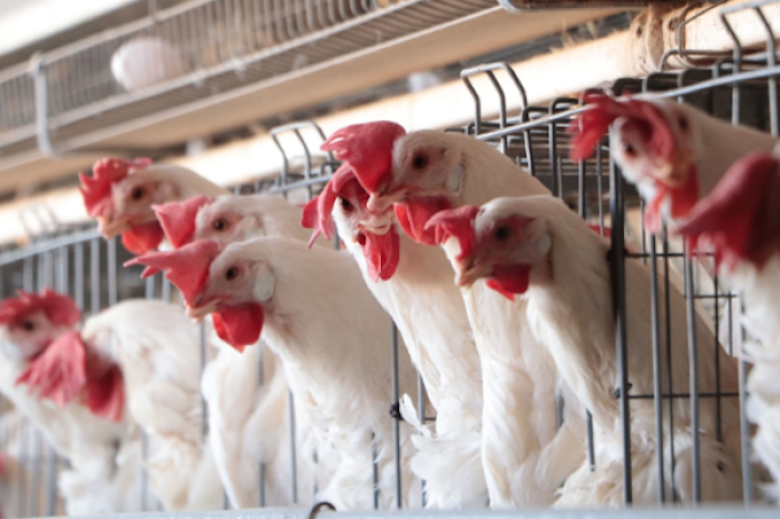 Muere niña de 3 años en Coahuila por gripe aviar H5N1