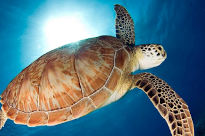 Tortuga de 97 años se convierte en la madre primeriza más longeva de Galápagos 