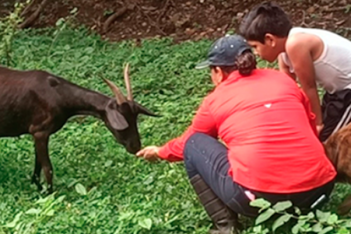 UNAM impulsa ganadería sostenible en Los Tuxtlas para restaurar suelos y biodiversidad