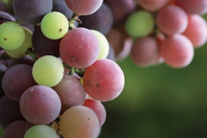 ¿Cómo desinfectar correctamente las uvas antes de consumirlas?