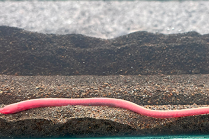 Descubren en Costa Rica una nueva especie de pez que vive enterrado en el lodo