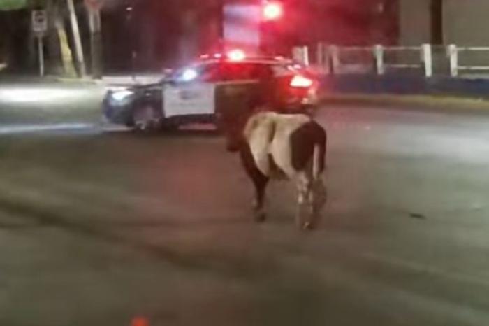 Vaca embiste a carabinero en plena vía pública en Chile