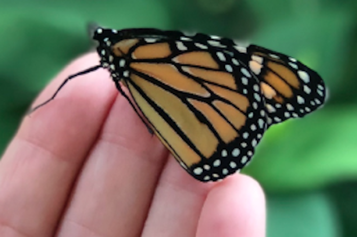 Descubren nueva especie de mariposa en Canadá