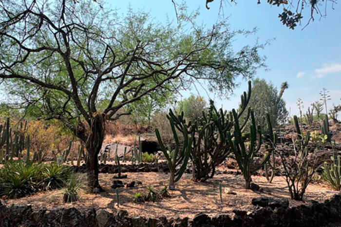 Resguarda Jardín Botánico de la UNAM más d