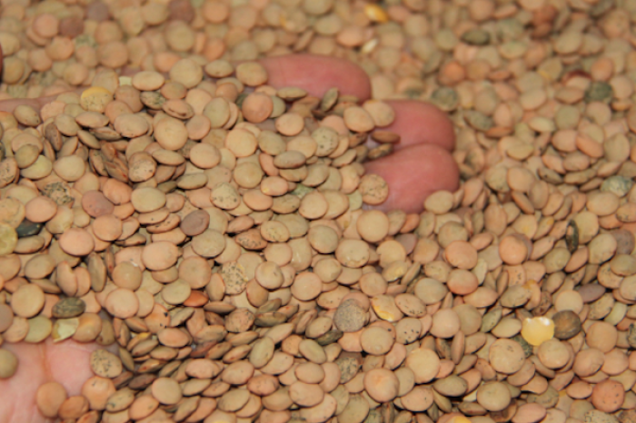 Pequeñas pero poderosas: Las lentejas, un te