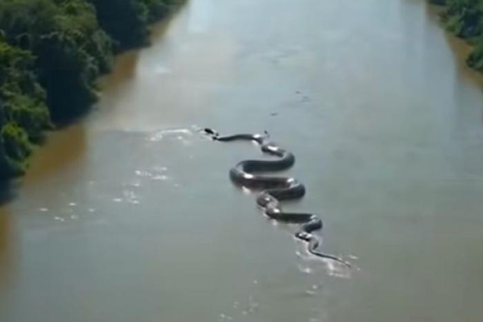 Impactante video de una gigantesca anaconda e
