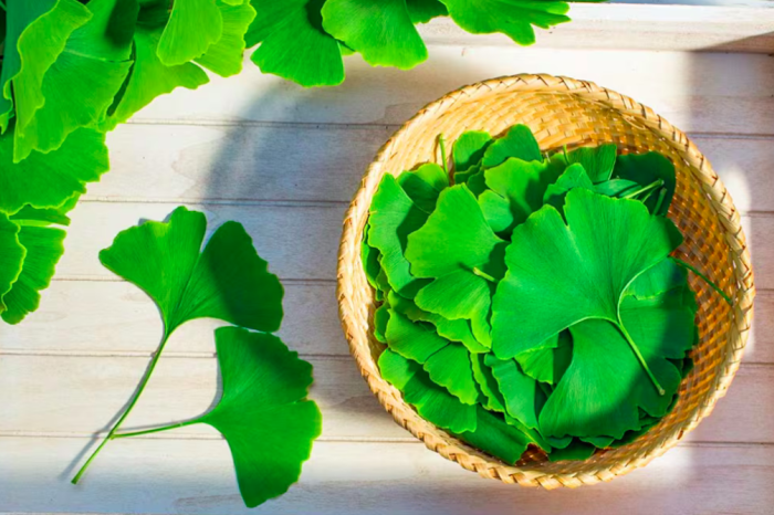 Ginkgo biloba: ¿cuáles son los beneficios d