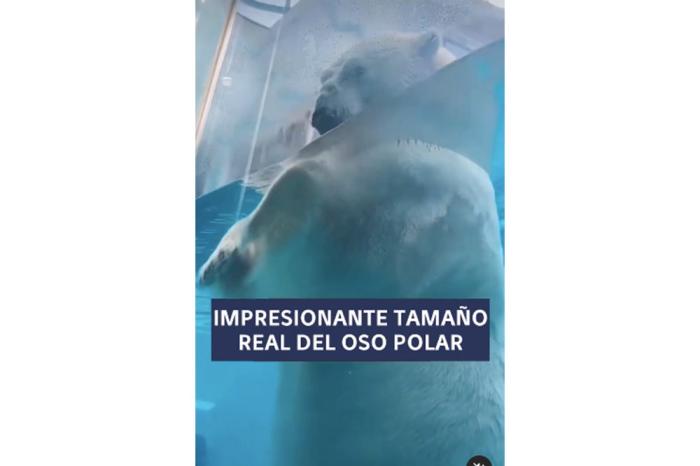 Oso polar sorprende con su descomunal tamaño