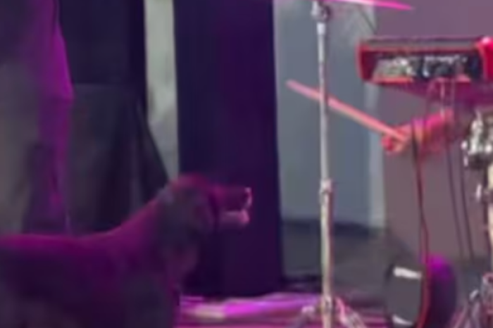 Un perro roba protagonismo en concierto al quitarle la baqueta al baterista