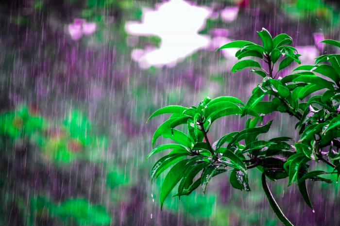 ¿Cómo se produce el “olor a lluvia”?