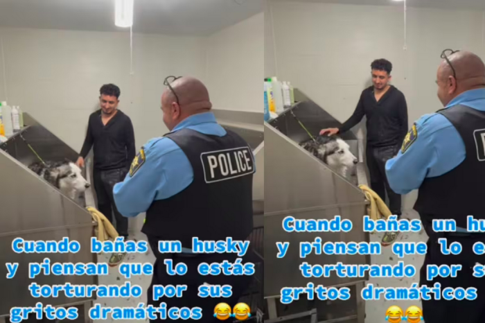 Confunden a un Husky con víctima de tortura