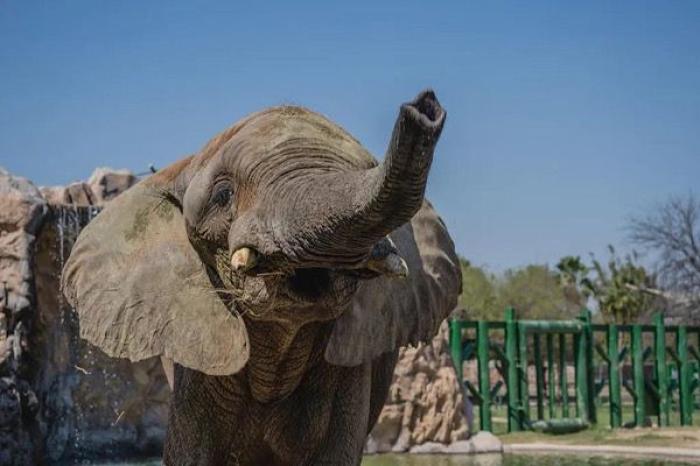  Monty, el elefante africano de La Pastora, c