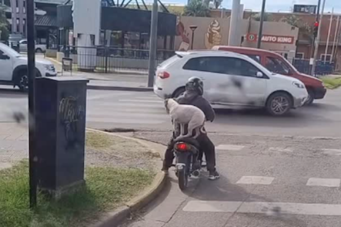 Perro callejero se sube a una moto y se marcha con un desconocido