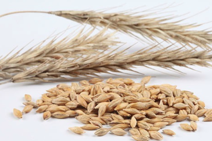 La avena: el aliado ideal para un desayuno saludable