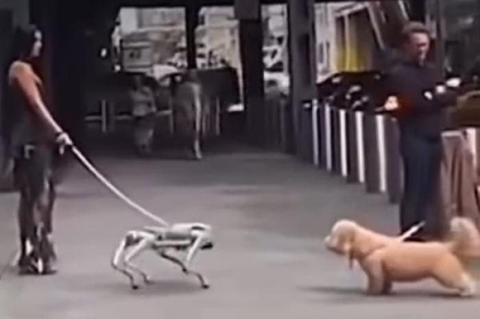 Captan polémico encuentro entre perro robot y perro real en Nueva York