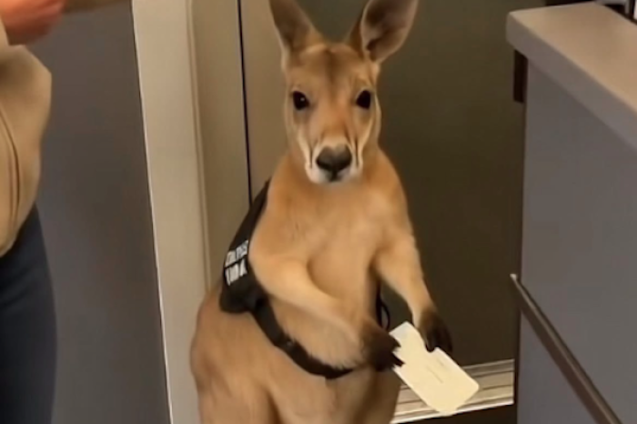 Video viral de canguro con chaleco de soporte emocional enternece y desconcierta a internet